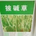 台湾甜象草种子多年生牧草种子皇竹草四季常青高产猪牛羊鱼草