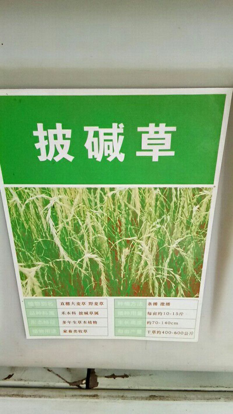台湾甜象草种子多年生牧草种子皇竹草四季常青高产猪牛羊鱼草