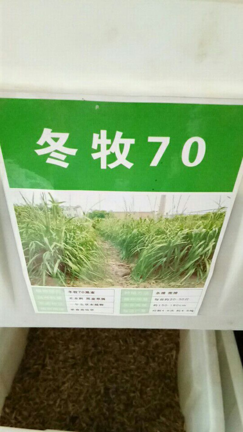 台湾甜象草种子多年生牧草种子皇竹草四季常青高产猪牛羊鱼草