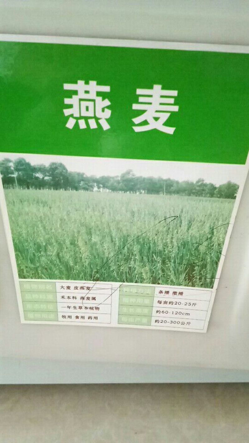 台湾甜象草种子多年生牧草种子皇竹草四季常青高产猪牛羊鱼草