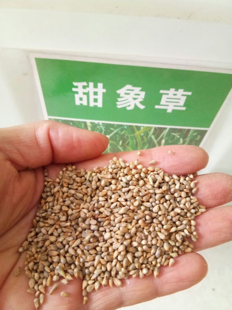 台湾甜象草种子多年生牧草种子皇竹草四季常青高产猪牛羊鱼草