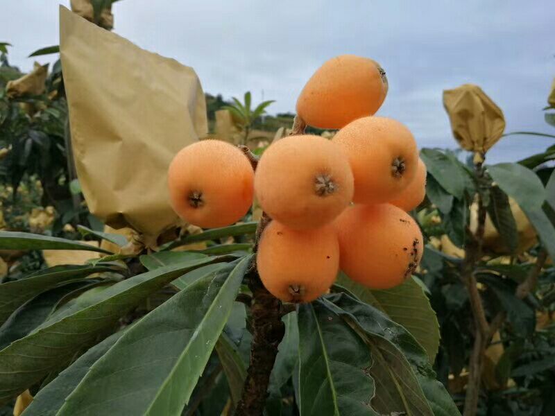 大五星枇杷蒙自枇杷迷你果