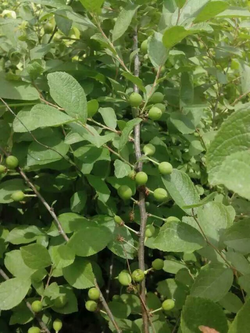 优质钙果苗两年钙果苗食用果兼观赏用