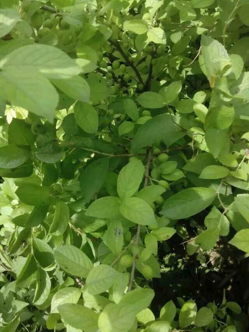 优质钙果苗两年钙果苗食用果兼观赏用