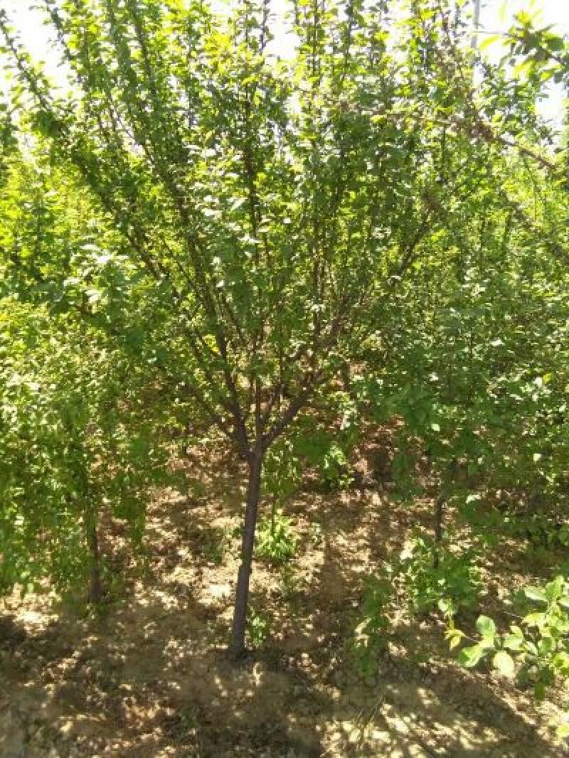 三公分榆叶梅丛生和独杆带土球山西榆叶梅