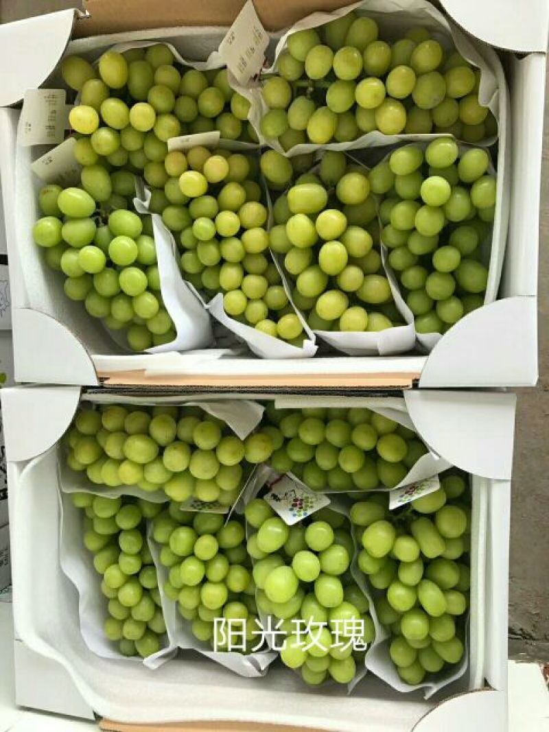 阳光玫瑰葡萄苗30~50cm1年