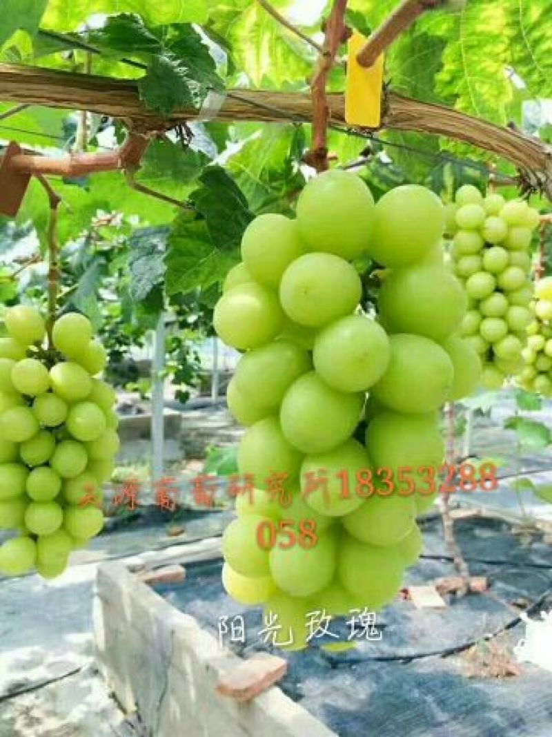 阳光玫瑰葡萄苗30~50cm1年