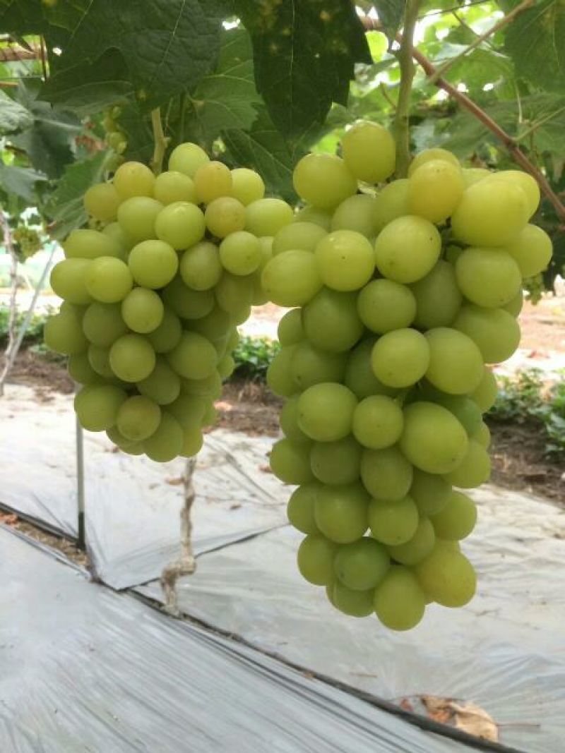 阳光玫瑰葡萄苗30~50cm1年