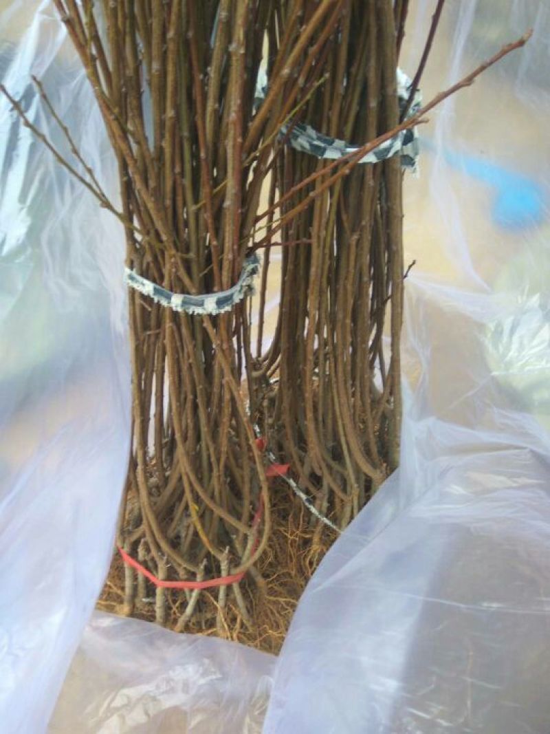 桃树，3公分桃树，4公分桃树，结果的桃树，占地的桃树