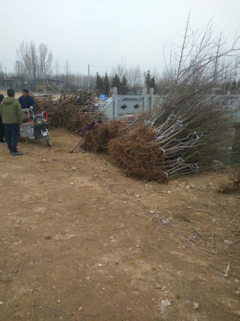 桃树，3公分桃树，4公分桃树，结果的桃树，占地的桃树