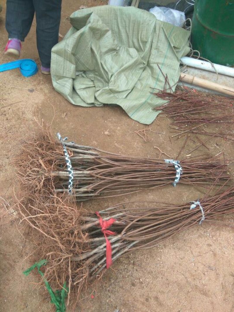 桃树，3公分桃树，4公分桃树，结果的桃树，占地的桃树