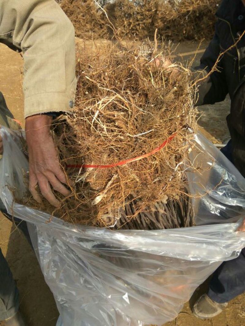 桃树，3公分桃树，4公分桃树，结果的桃树，占地的桃树