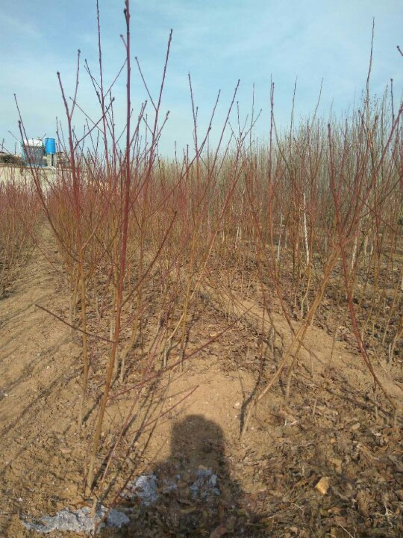 桃树，3公分桃树，4公分桃树，结果的桃树，占地的桃树