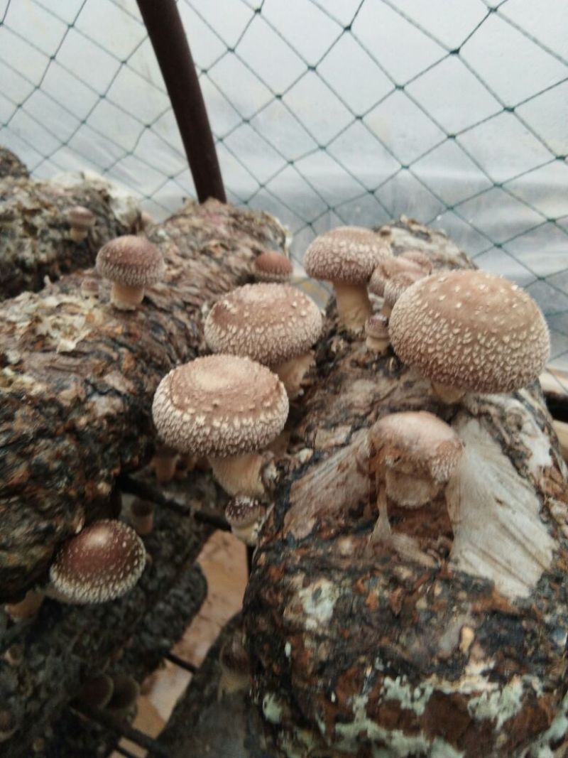 808香菇不开伞1%春袋菇3.5~4.5cm