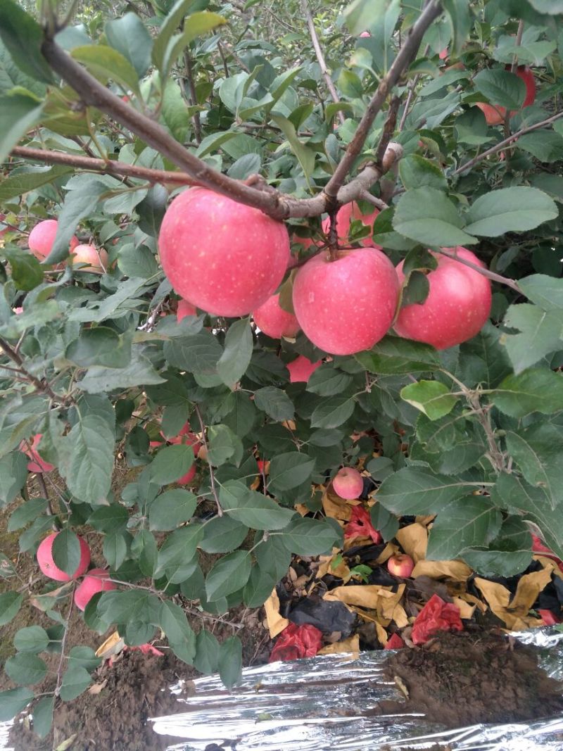 红富士苹果已上市，纸袋表光好条片红。