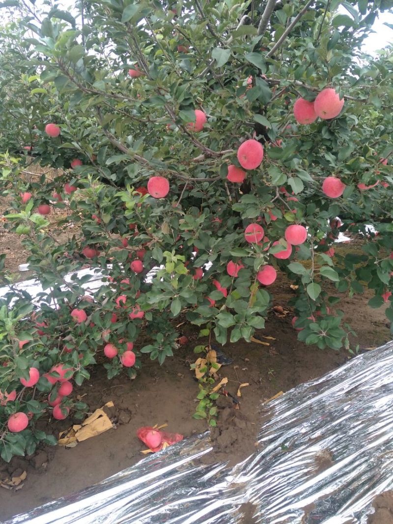 红富士苹果已上市，纸袋表光好条片红。
