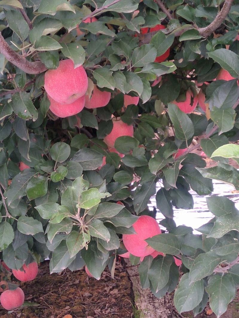 红富士苹果已上市，纸袋表光好条片红。