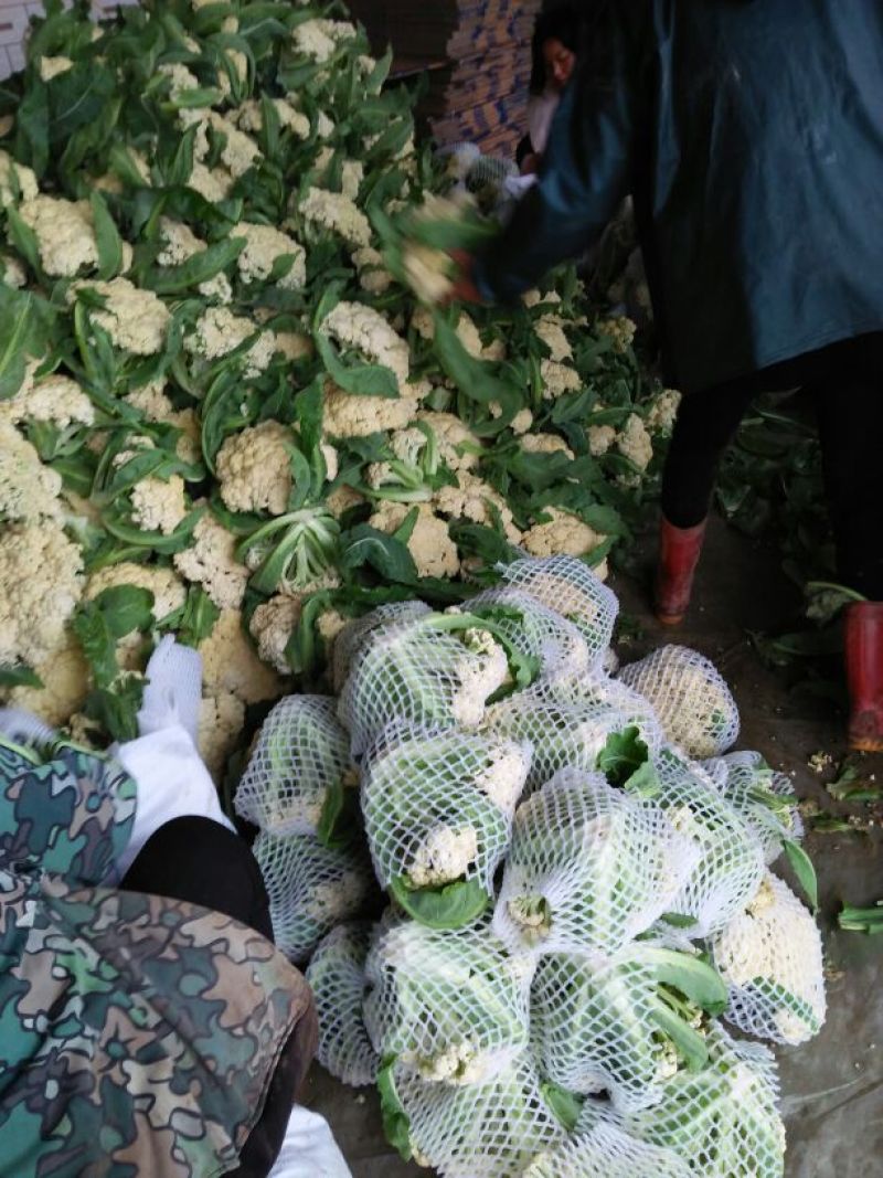 白面青梗松花菜3斤以上散花乳白500亩基地货
