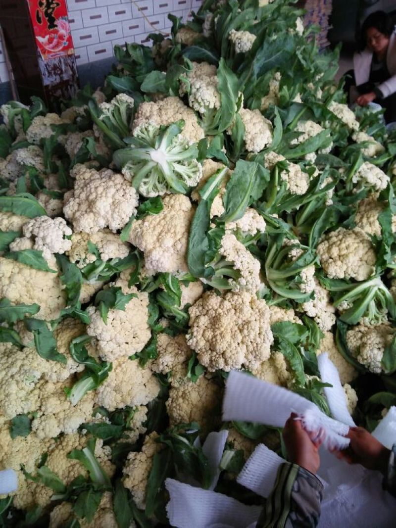白面青梗松花菜3斤以上散花乳白500亩基地货