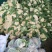 白面青梗松花菜3斤以上散花乳白500亩基地货