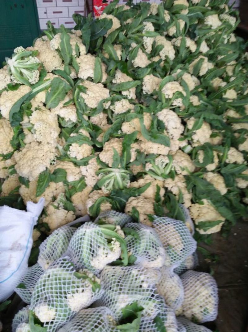 白面青梗松花菜3斤以上散花乳白500亩基地货