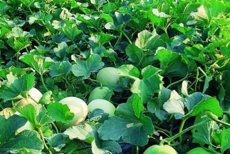博洋9博洋6系列绿宝石羊角蜜花豹甜瓜等苗厂直供