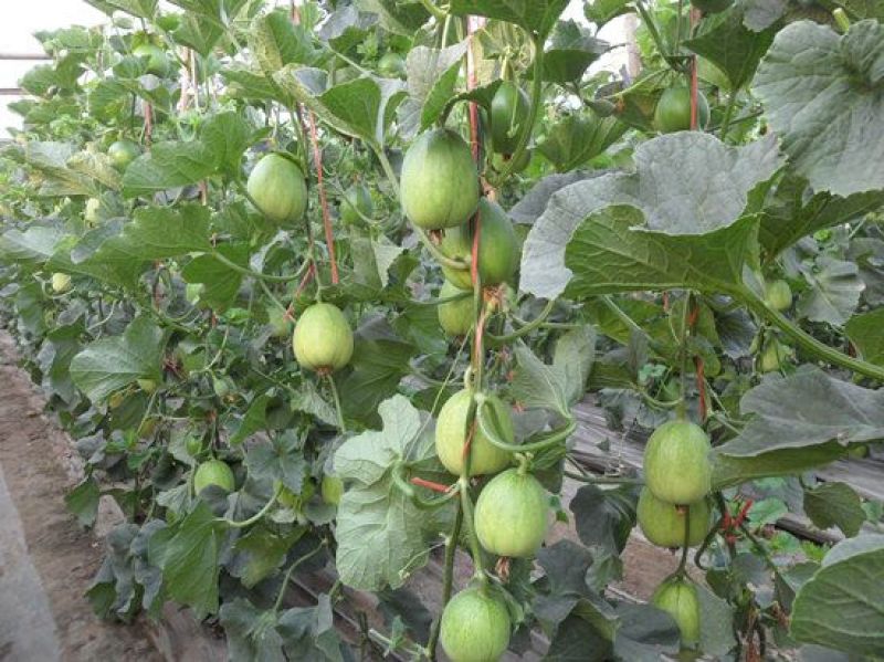 博洋9博洋6系列绿宝石羊角蜜花豹甜瓜等苗厂直供