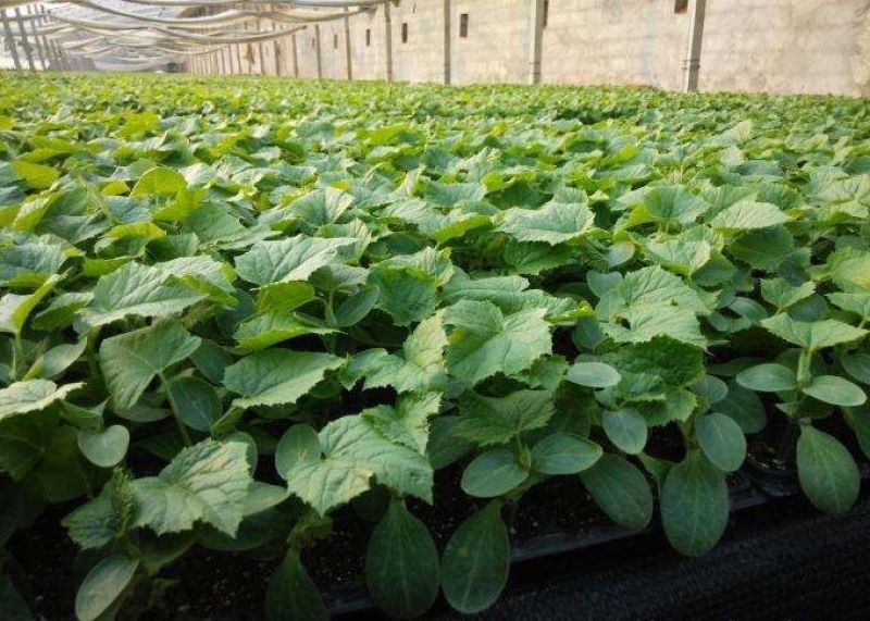 博洋9博洋6系列绿宝石羊角蜜花豹甜瓜等苗厂直供