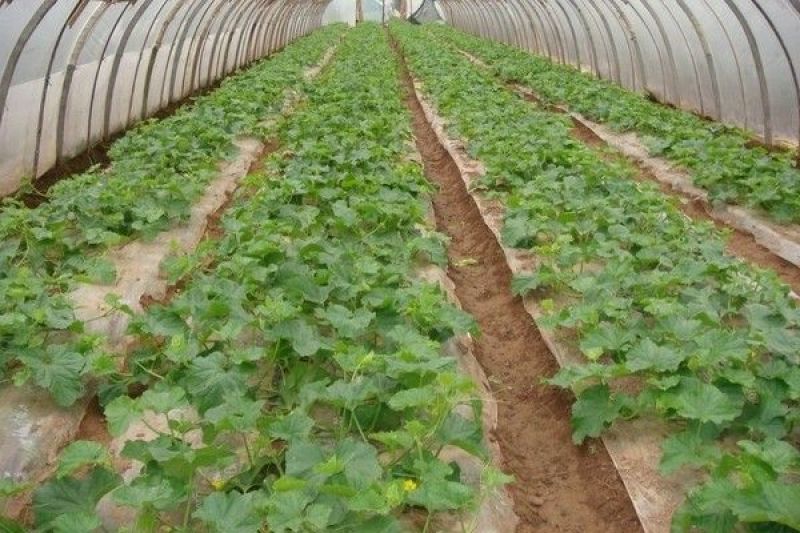 博洋9博洋6系列绿宝石羊角蜜花豹甜瓜等苗厂直供