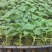 博洋9博洋6系列绿宝石羊角蜜花豹甜瓜等苗厂直供