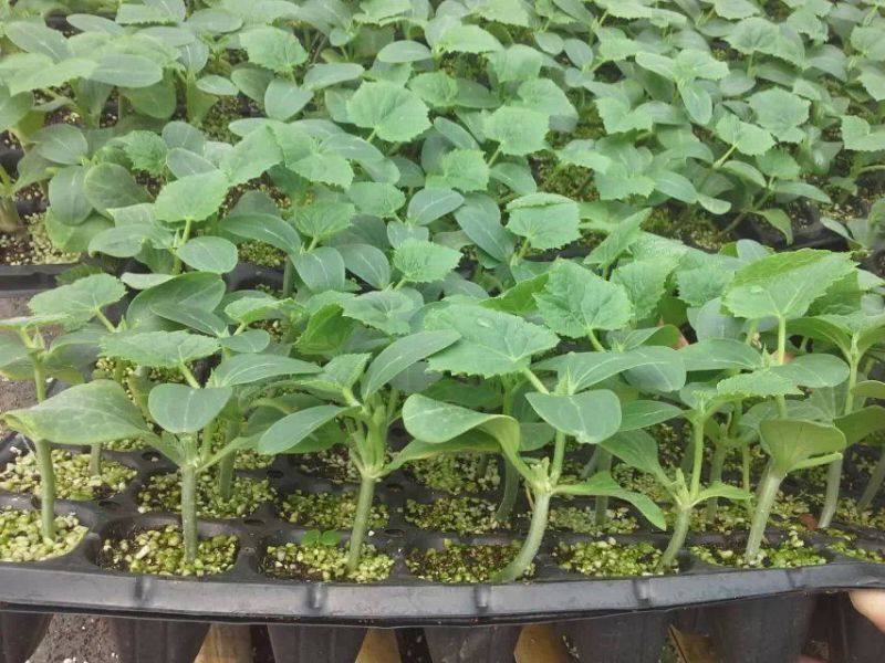 博洋9博洋6系列绿宝石羊角蜜花豹甜瓜等苗厂直供