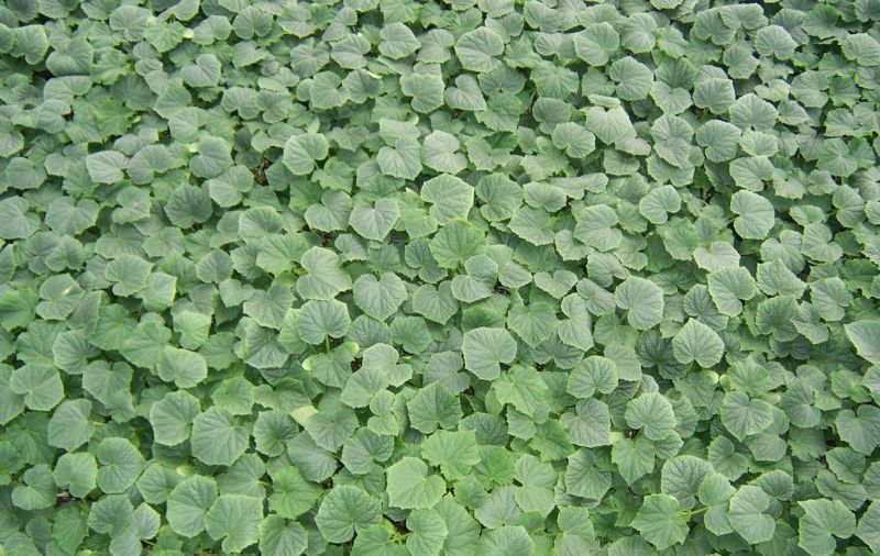 博洋9博洋6系列绿宝石羊角蜜花豹甜瓜等苗厂直供