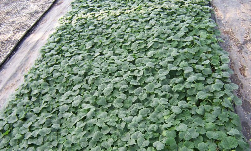 博洋9博洋6系列绿宝石羊角蜜花豹甜瓜等苗厂直供