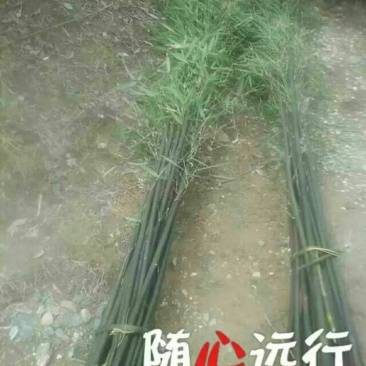 钢竹3~4m