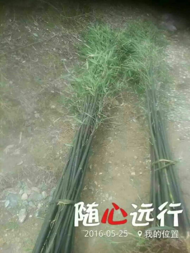钢竹3~4m