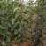 皇冠梨树苗黄金梨秋月早酥红梨晚秋玉露香现挖现卖根系发达