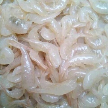 河虾尾