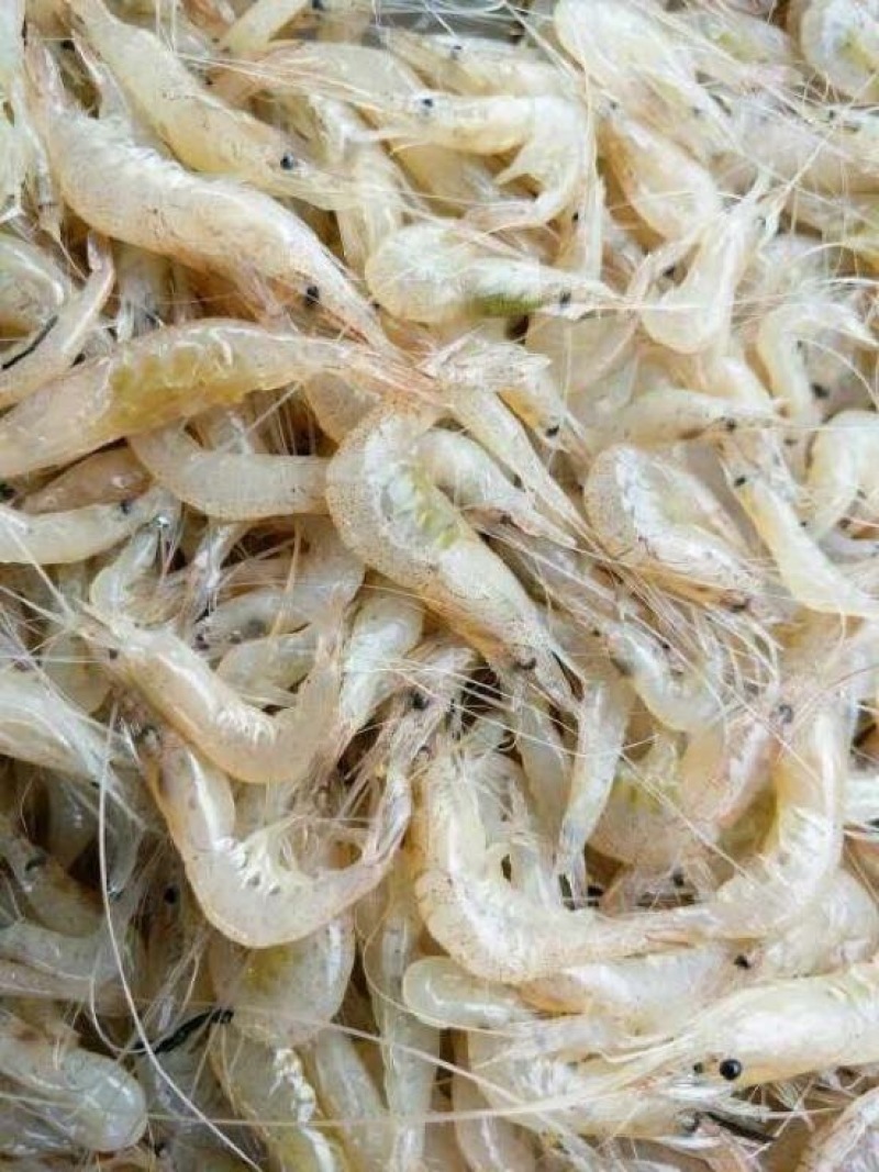 河虾尾