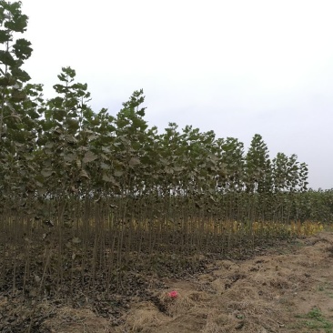 107杨树苗2公分