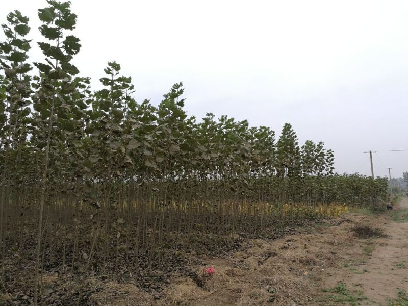 107杨树苗2公分