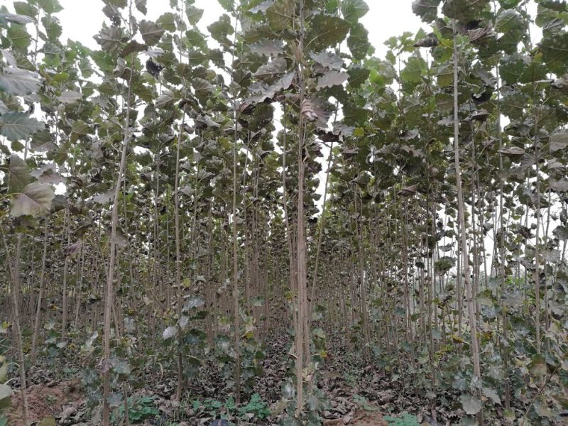 107杨树苗2公分