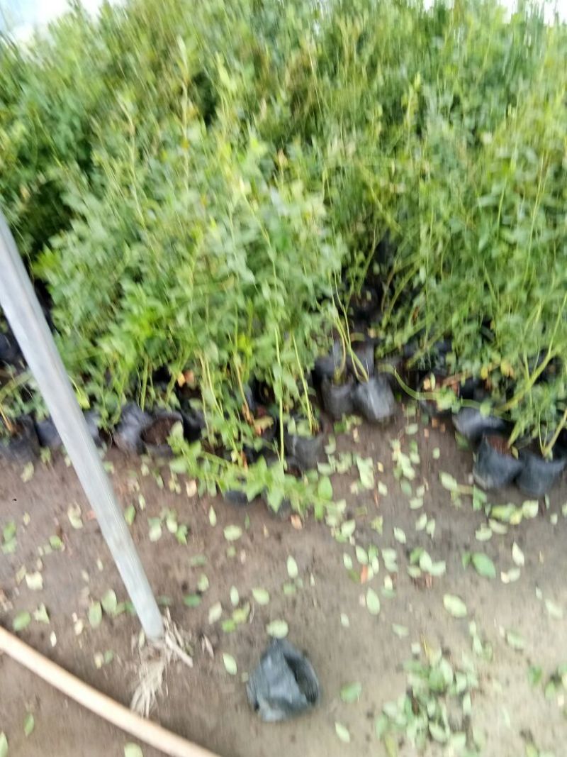 蓝莓苗组培蓝莓苗薄雾蓝丰莱克西奥尼尔杜克等，