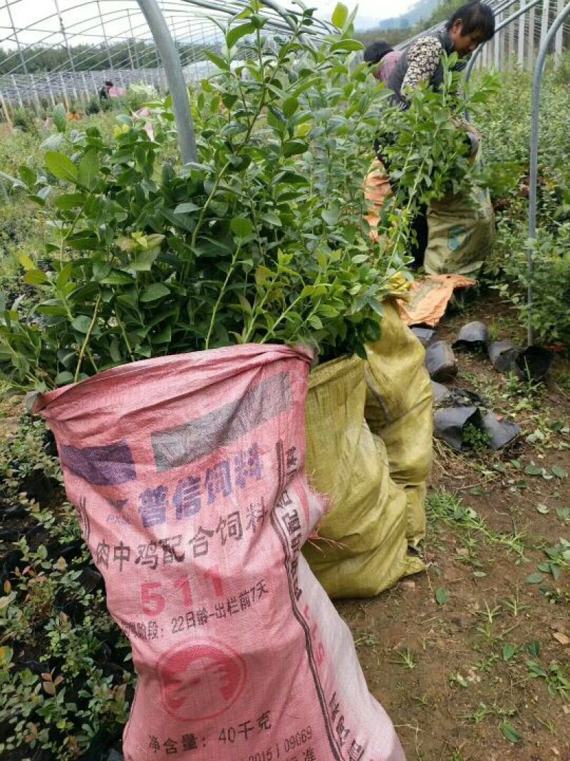 蓝莓苗组培蓝莓苗薄雾蓝丰莱克西奥尼尔杜克等，