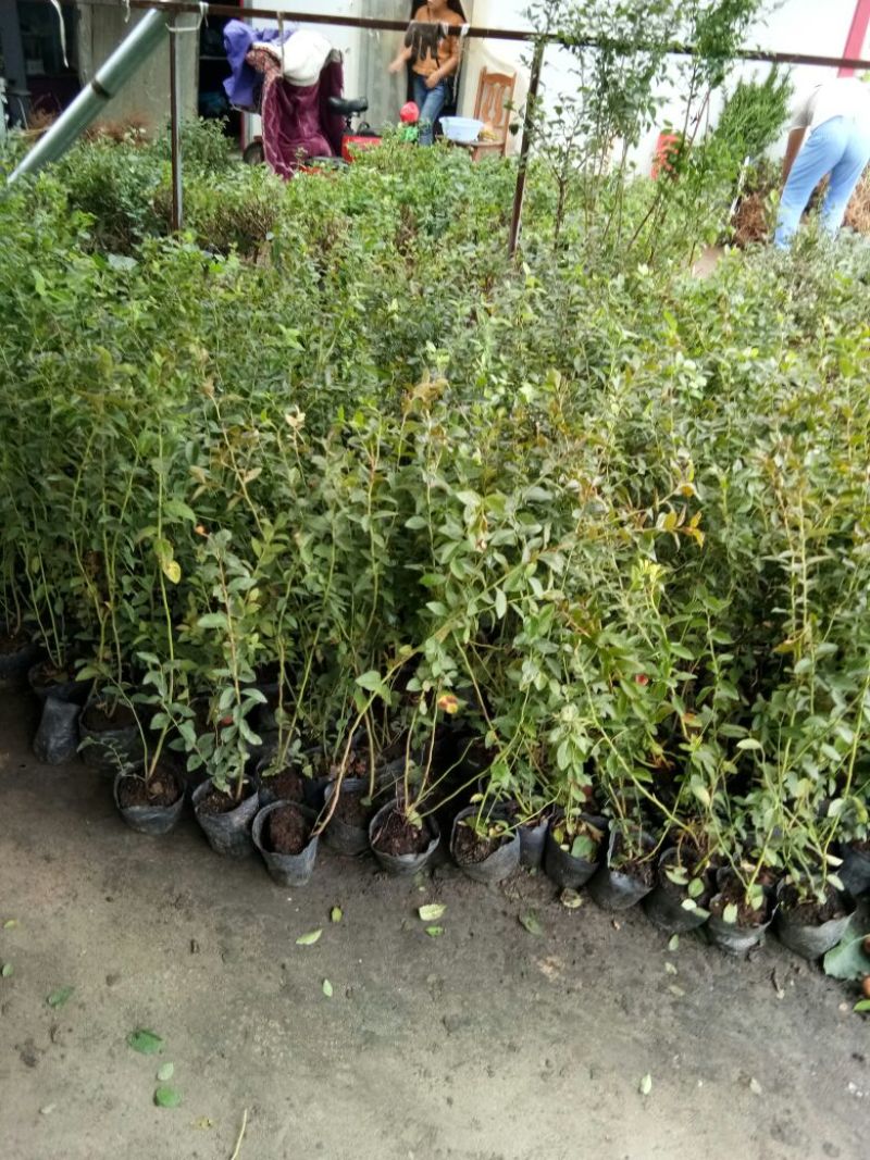 蓝莓苗组培蓝莓苗薄雾蓝丰莱克西奥尼尔杜克等，