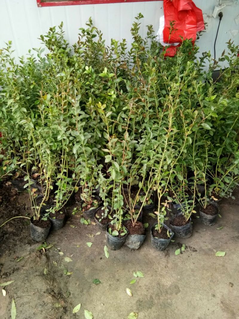 蓝莓苗组培蓝莓苗薄雾蓝丰莱克西奥尼尔杜克等，