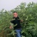 无花果苗波姬红青皮布兰瑞克1-2年