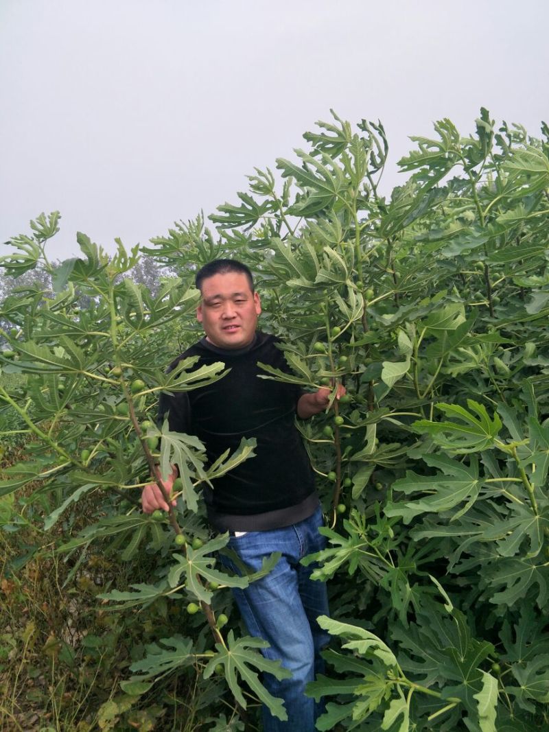 无花果苗波姬红青皮布兰瑞克1-2年