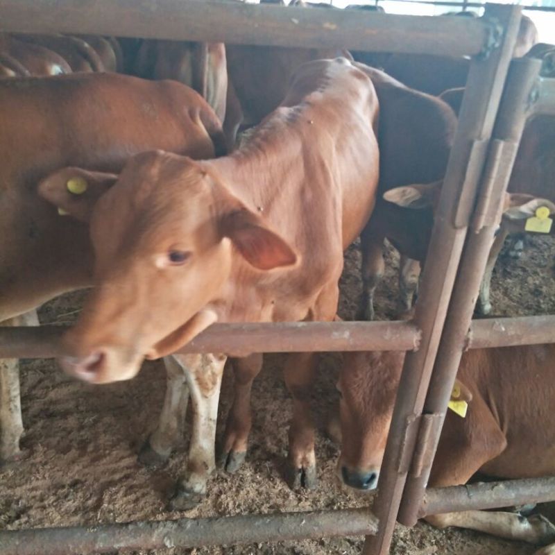 鲁西黄牛肉牛犊，先养殖后付款