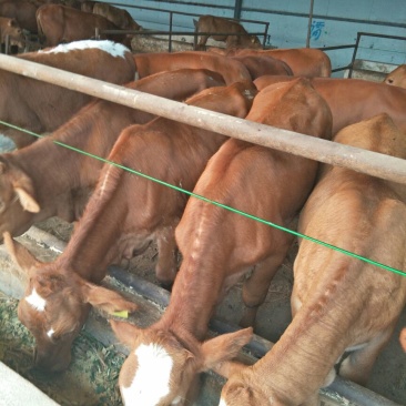 鲁西黄牛肉牛犊，先养殖后付款