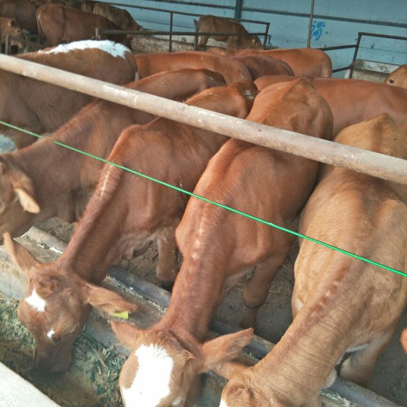 鲁西黄牛肉牛犊，先养殖后付款